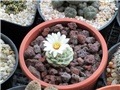 strombocactus disciformis
